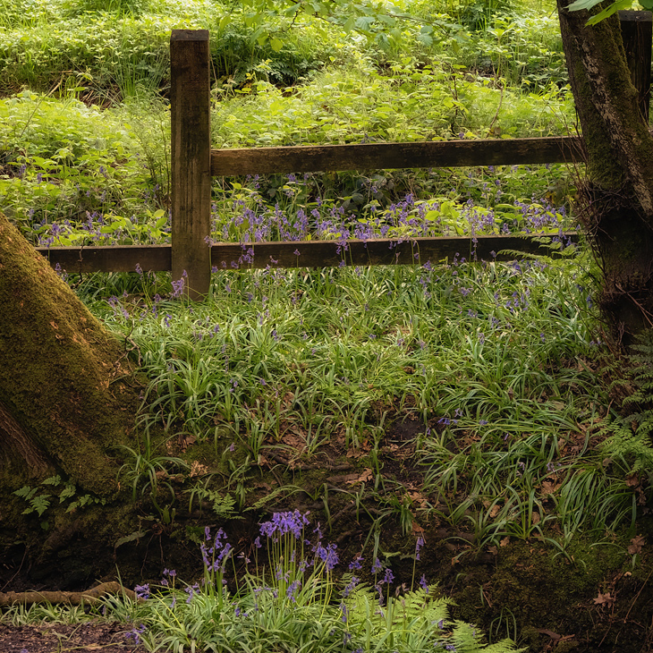 Bluebells at the stream